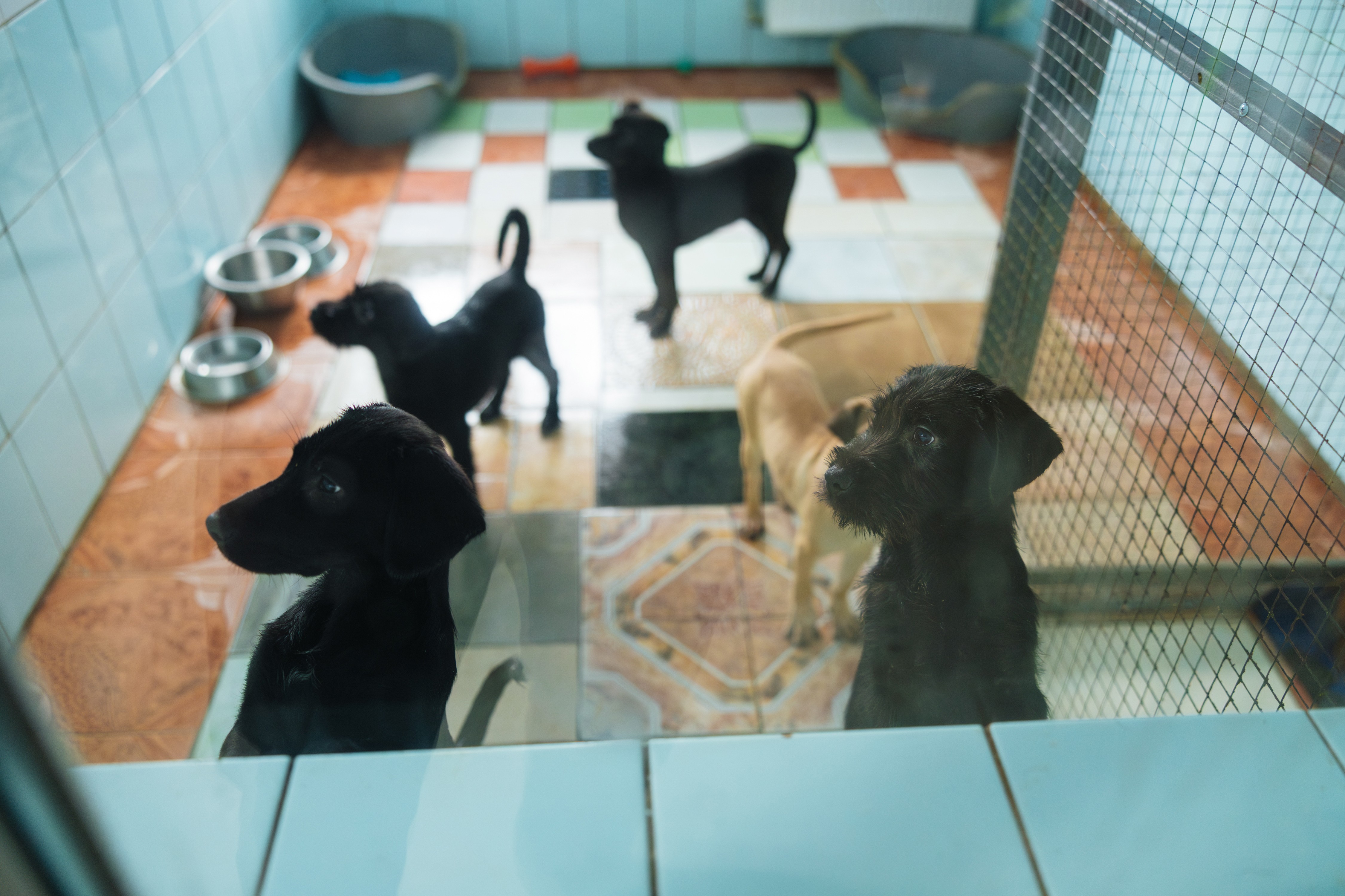 Собака в притулку